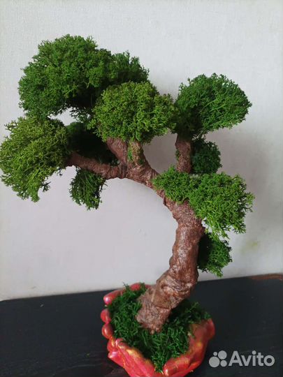 Мох и растения в кашпо руки