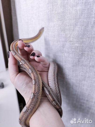 Маисовый полоз