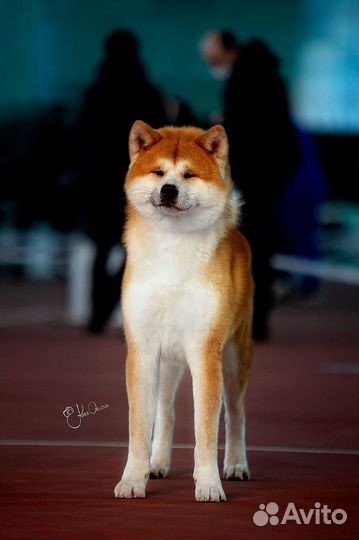 Щенки Акита-Ину