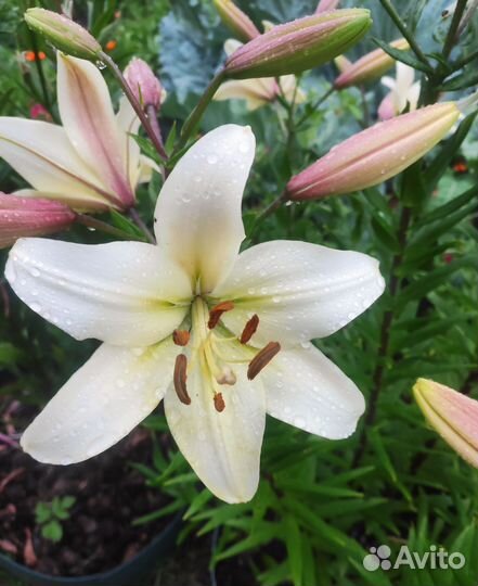 Пионы, Лилии, Лилейник