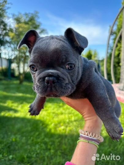 Французский бульдог