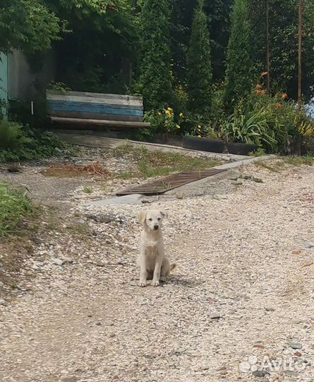 Собака в добрые руки