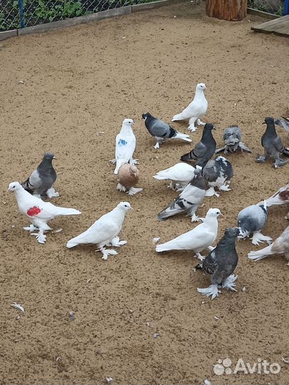 Ленинаканские голуби