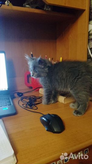 Кошка в дар бесплатно