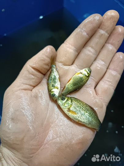 Продам живца, карась гибрид