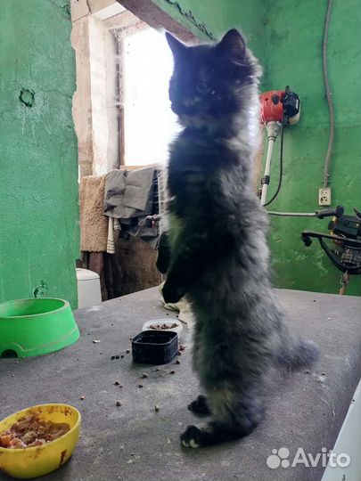 Трехцветные черепашковые котята добрые руки