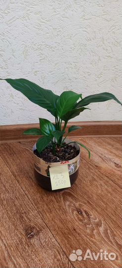 Спатифиллюм