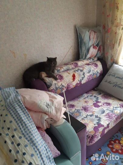 Отдам котика в добрые руки