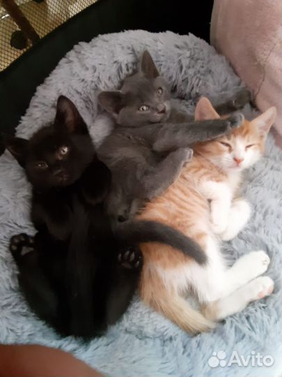 Котята 1,5 мес. в дар