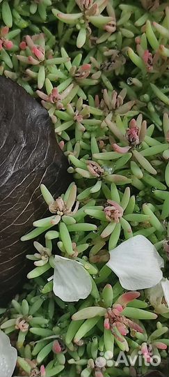 Почвопокровники