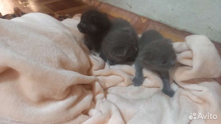 Кошки вислоухие