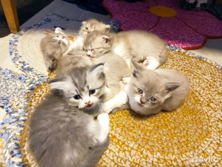 Шотландские вислоухие котята