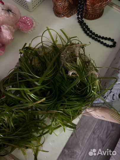 Водоросли в аквариум