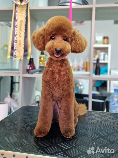 Груминг. Стрижка собак, кошек