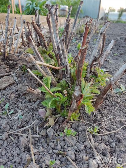 Ремонтантная малина