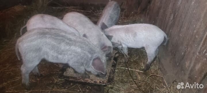 Поросята венгерской мангалицы