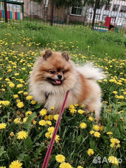 Шпиц(Вязка)