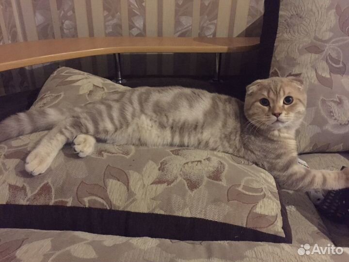 Шикарный кот на вязку