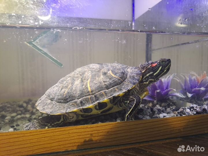 Черепаха