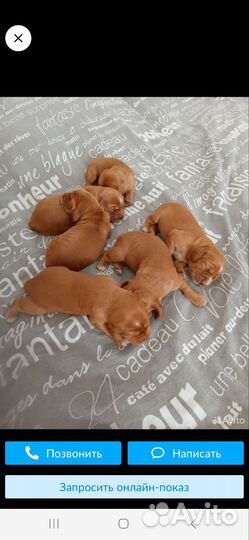 Кокер спаниель