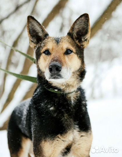 Приютской Монти никогда не давали шанса