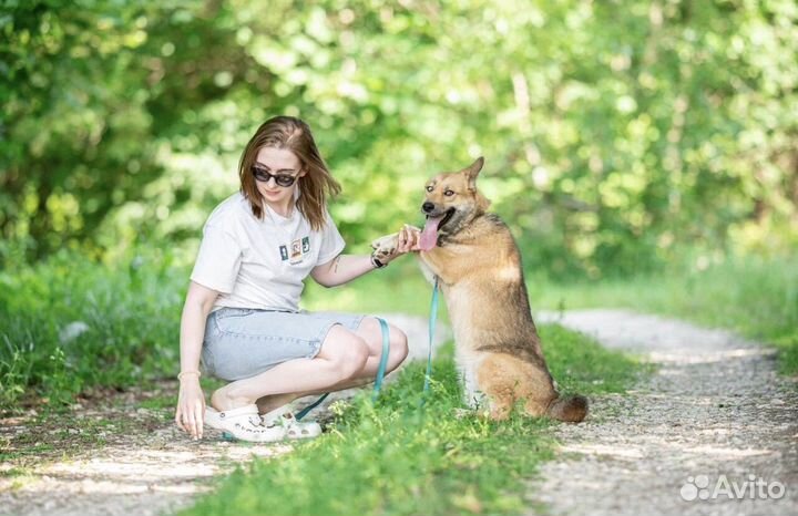 Собака из приюта