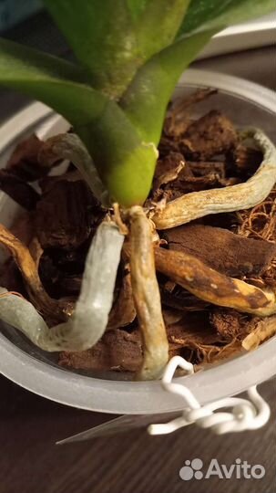 Фаленопсис Биг лип