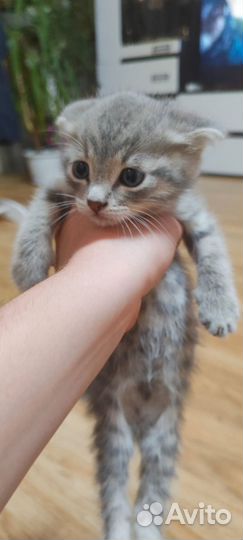 Вислоухие котята