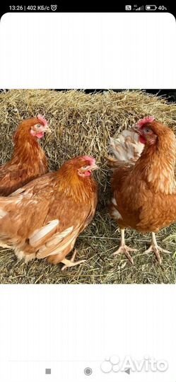 Куры несушки продам