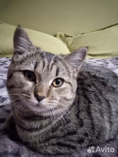 Кошки бесплатно
