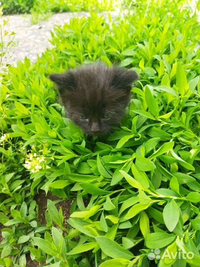Кошка в дар бесплатно