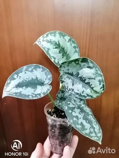 Комнатные растения