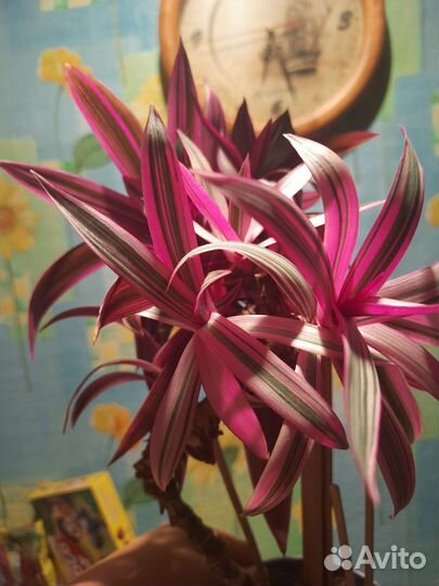 Комнатные цветы