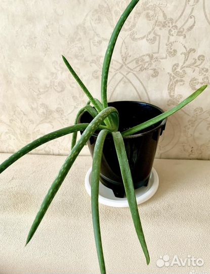 Алоэ лечебный с горшком цветы