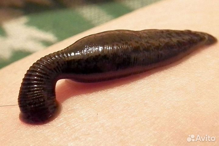 Сертифицированные пиявки