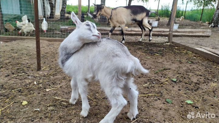 Козочка