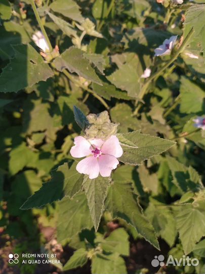 Алтей лекарственный