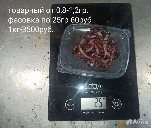 Черви Дендробена