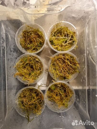 Клубни аллоказии Полли