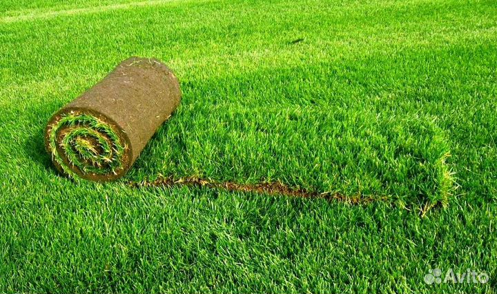 Рулонный газон