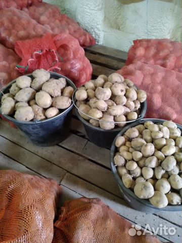 Картофель свои лук морковь свекла