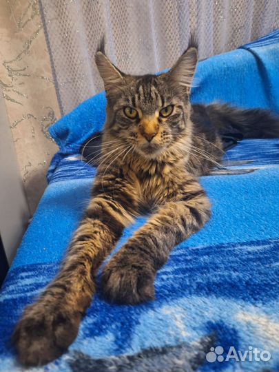 Отдам котят в хорошие руки