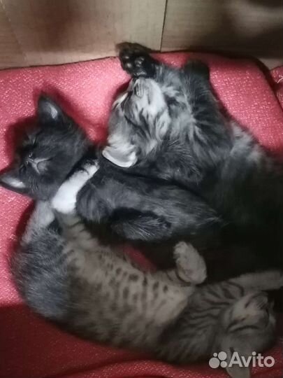 Котята ангорята