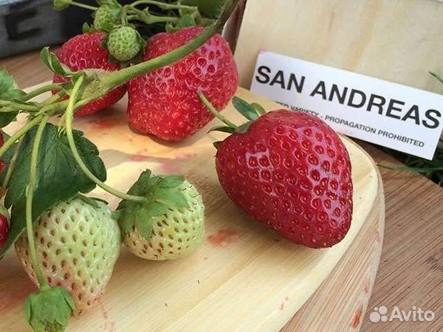 Саженцы клубники Сан Андреас ремонт зкс