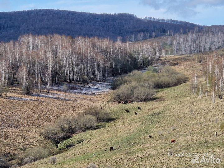 Ферма(1000га)собственник
