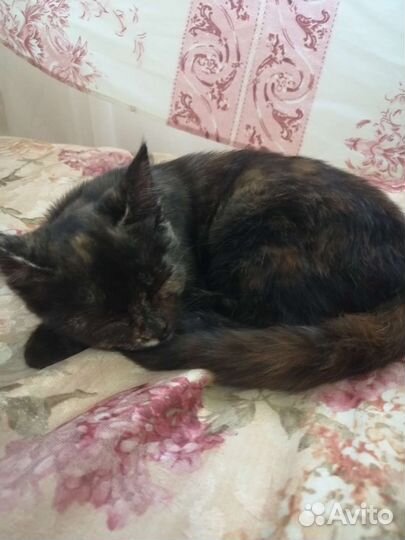 Кошка в дар бесплатно