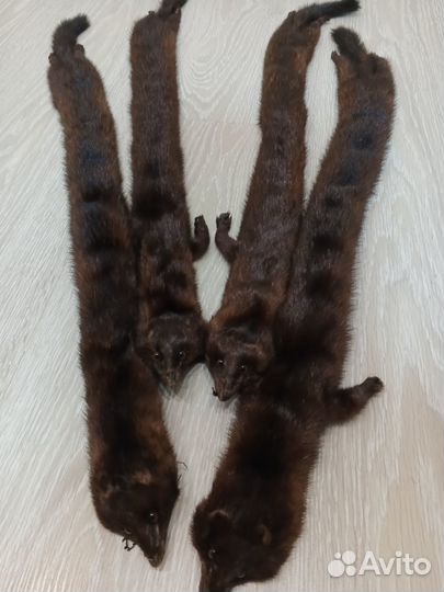 Продам шкурки норки