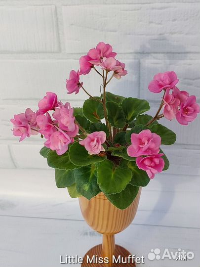 Фиалочки mini и полумини