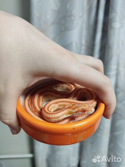 Эублефар, змея