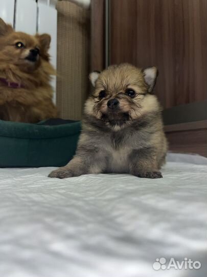 Щенок шпица